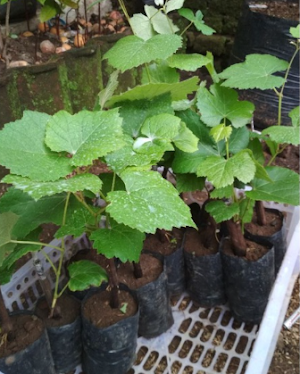 Bibit Pohon Anggur Hitam